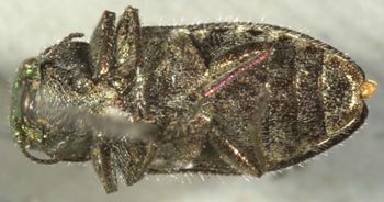 Media type: image;   Entomology 24443 Aspect: habitus ventral view 3